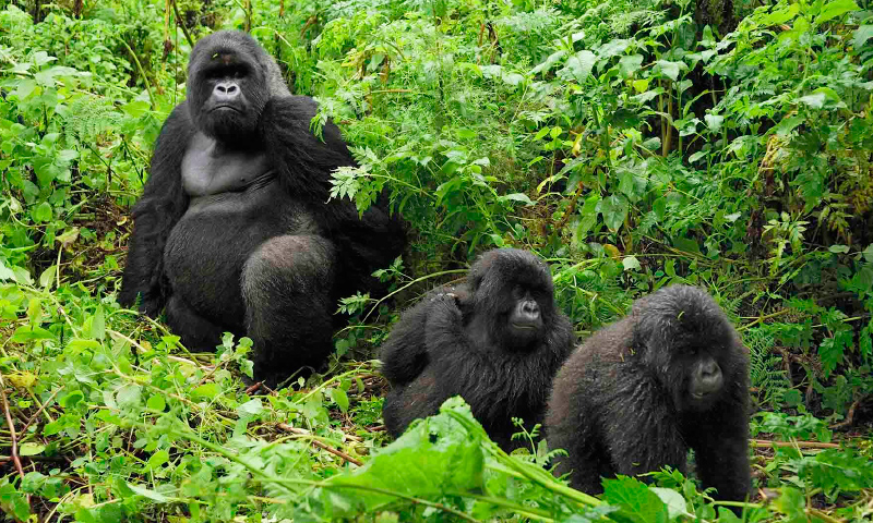 Gorilla Trekking Safaris and Tours in Rwanda