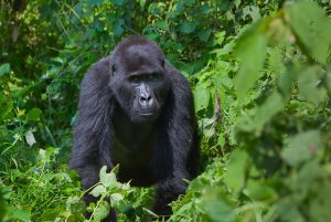 Mountain Gorillas in DR Congo