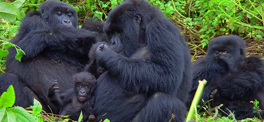 Gorilla Trekking Holidays in Uganda