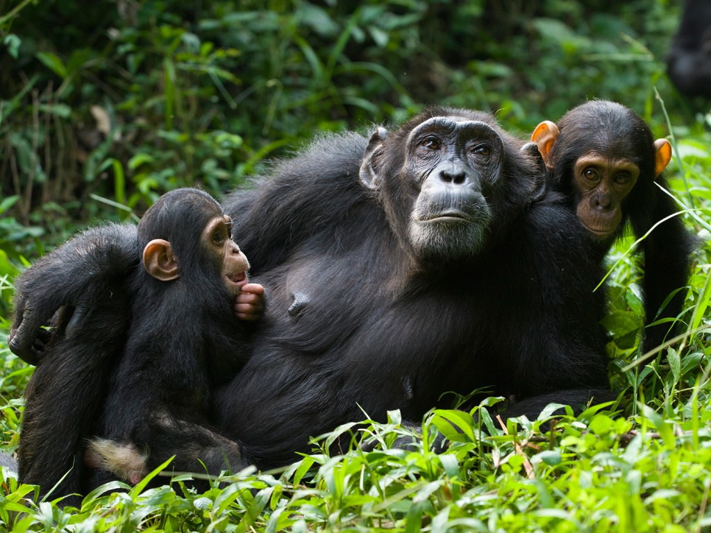 Rwanda Primate Safaris | Visit Rwanda