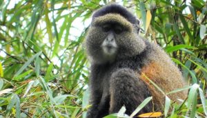 Golden Monkeys in Uganda