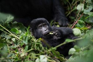 Rwanda Mountain Gorillas