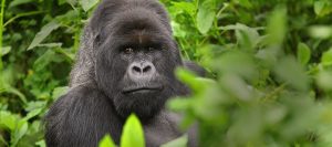 Rwanda Gorilla Trekking