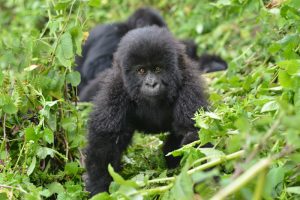 Rwanda gorilla trek