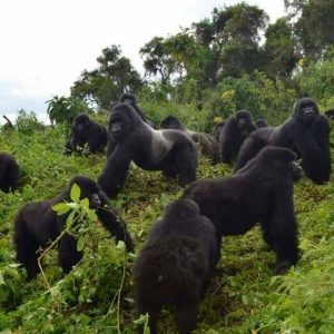 Gorilla Safari Tours Rwanda