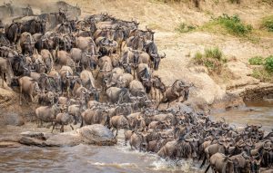 Visit Maasai Mara