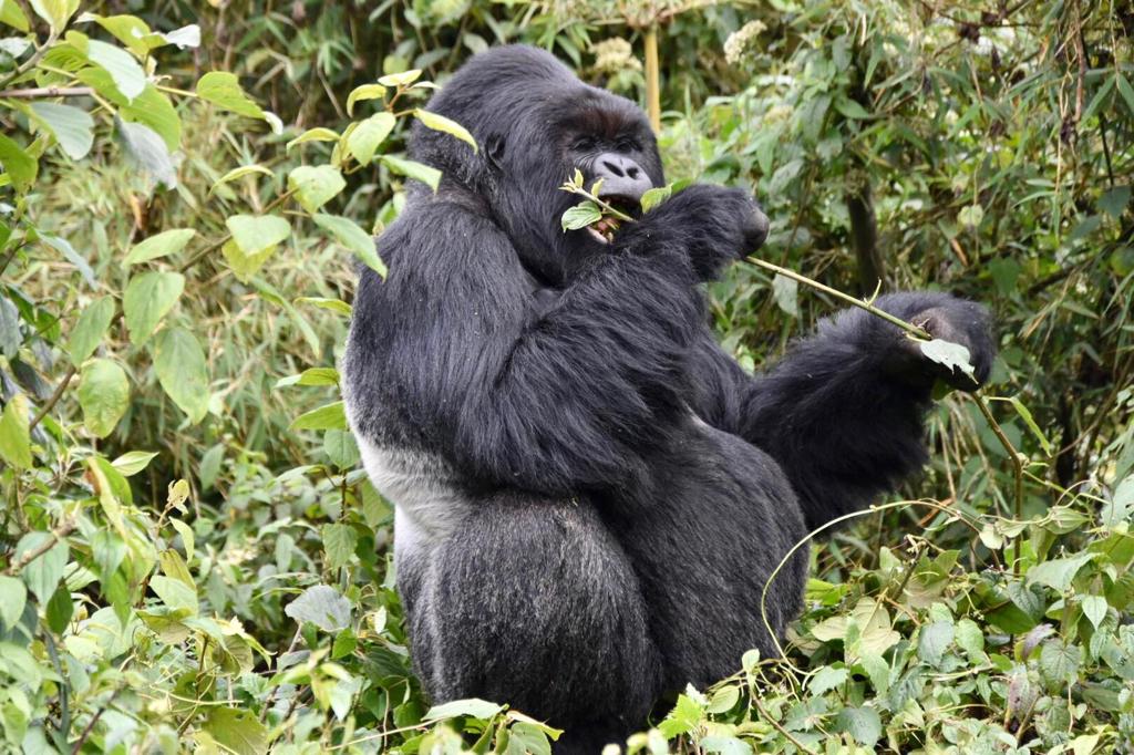 Gorilla Trekking Tours: 02 Day Bwindi