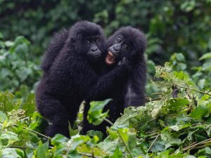 Gorilla trekking in Rwanda