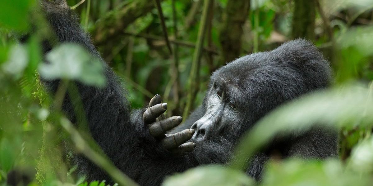 Best Time to Experience Gorillas in Rwanda