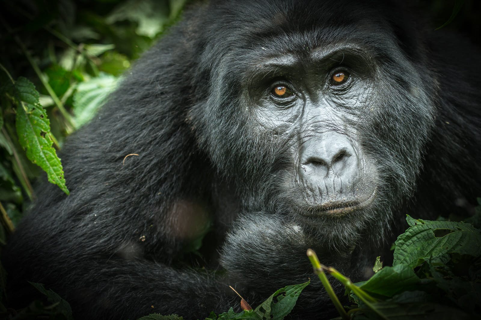 Gorilla Families in Volcanoes National Park, Rwanda