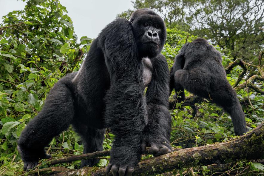 Rwanda Safari Beyond Gorilla Tours