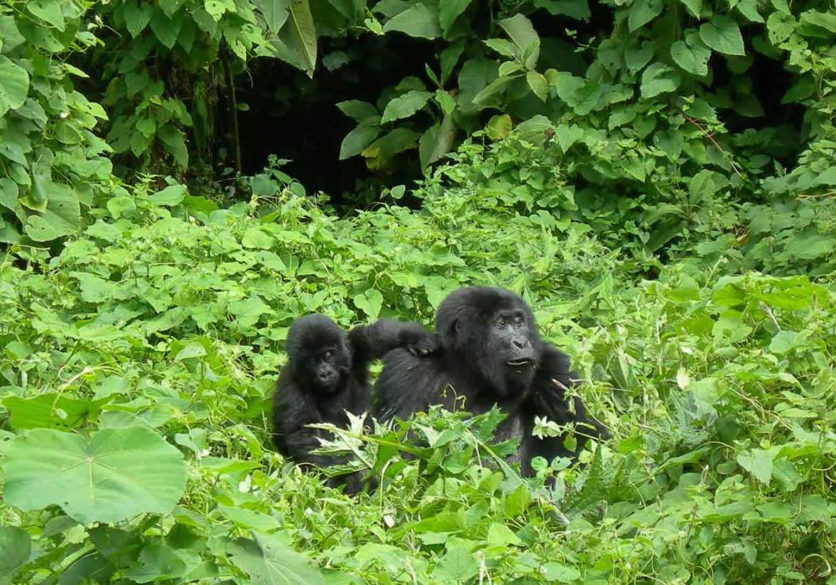 Rwanda Tours: Gorilla, Wildlife and Excursions